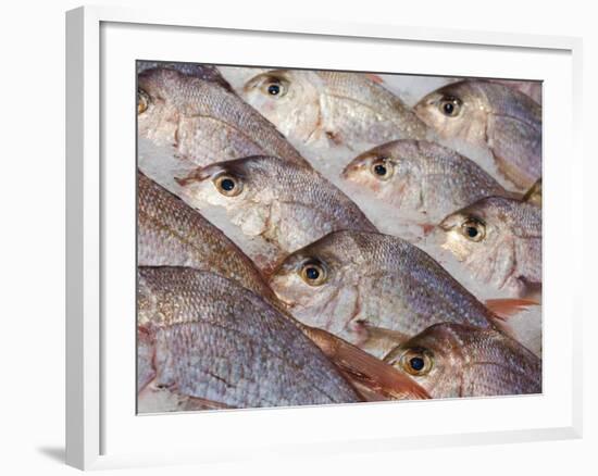 Fresh Seafood Sits on Ice Ready at Sydney's Fish Market at Pyrmont, Australia-Andrew Watson-Framed Photographic Print