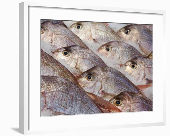 Fresh Seafood Sits on Ice Ready at Sydney's Fish Market at Pyrmont, Australia-Andrew Watson-Framed Photographic Print