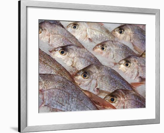 Fresh Seafood Sits on Ice Ready at Sydney's Fish Market at Pyrmont, Australia-Andrew Watson-Framed Photographic Print