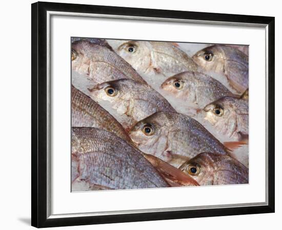 Fresh Seafood Sits on Ice Ready at Sydney's Fish Market at Pyrmont, Australia-Andrew Watson-Framed Photographic Print