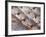 Fresh Seafood Sits on Ice Ready at Sydney's Fish Market at Pyrmont, Australia-Andrew Watson-Framed Photographic Print