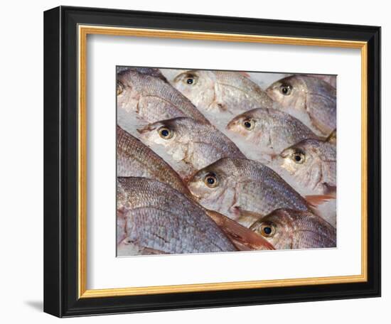 Fresh Seafood Sits on Ice Ready at Sydney's Fish Market at Pyrmont, Australia-Andrew Watson-Framed Photographic Print