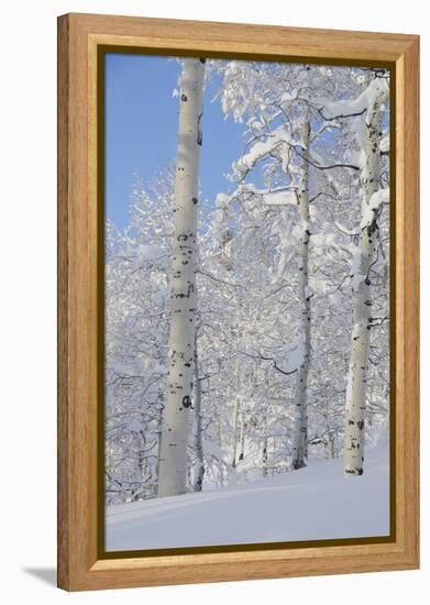 Fresh Snow, Big Cottonwood Canyon, Uinta Wasatch Cache Nf, Utah-Howie Garber-Framed Premier Image Canvas