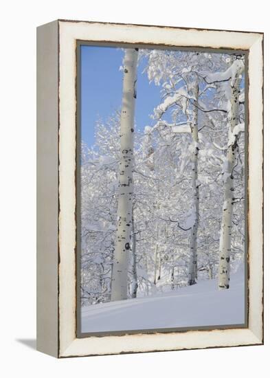 Fresh Snow, Big Cottonwood Canyon, Uinta Wasatch Cache Nf, Utah-Howie Garber-Framed Premier Image Canvas