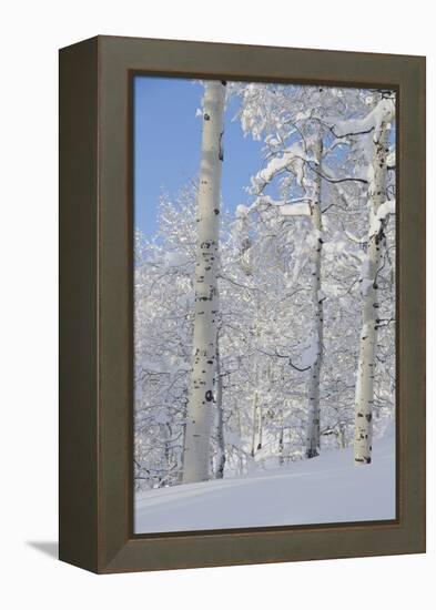 Fresh Snow, Big Cottonwood Canyon, Uinta Wasatch Cache Nf, Utah-Howie Garber-Framed Premier Image Canvas