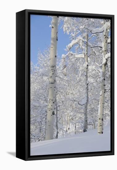 Fresh Snow, Big Cottonwood Canyon, Uinta Wasatch Cache Nf, Utah-Howie Garber-Framed Premier Image Canvas