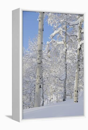 Fresh Snow, Big Cottonwood Canyon, Uinta Wasatch Cache Nf, Utah-Howie Garber-Framed Premier Image Canvas