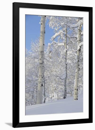 Fresh Snow, Big Cottonwood Canyon, Uinta Wasatch Cache Nf, Utah-Howie Garber-Framed Photographic Print