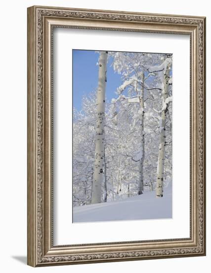 Fresh Snow, Big Cottonwood Canyon, Uinta Wasatch Cache Nf, Utah-Howie Garber-Framed Photographic Print