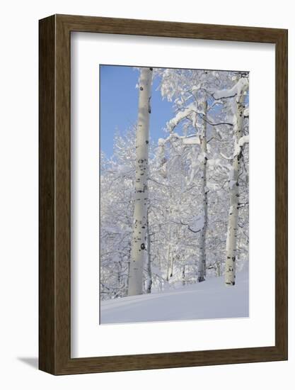 Fresh Snow, Big Cottonwood Canyon, Uinta Wasatch Cache Nf, Utah-Howie Garber-Framed Photographic Print