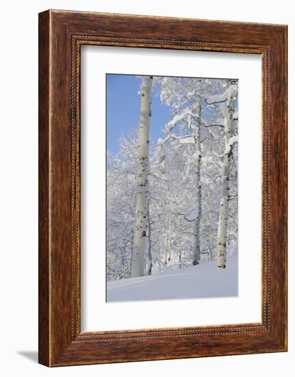 Fresh Snow, Big Cottonwood Canyon, Uinta Wasatch Cache Nf, Utah-Howie Garber-Framed Photographic Print