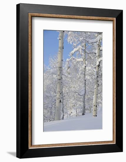 Fresh Snow, Big Cottonwood Canyon, Uinta Wasatch Cache Nf, Utah-Howie Garber-Framed Photographic Print