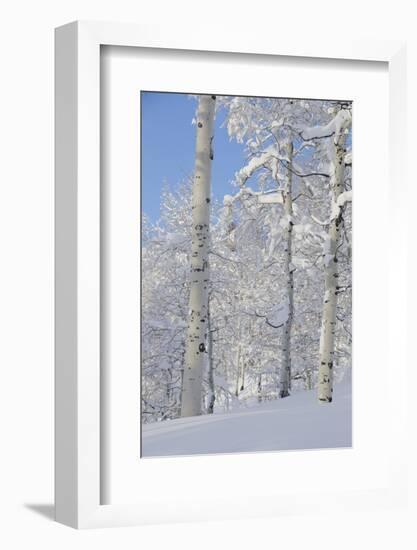 Fresh Snow, Big Cottonwood Canyon, Uinta Wasatch Cache Nf, Utah-Howie Garber-Framed Photographic Print
