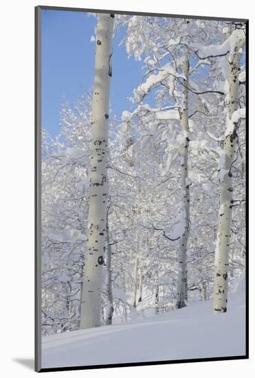 Fresh Snow, Big Cottonwood Canyon, Uinta Wasatch Cache Nf, Utah-Howie Garber-Mounted Photographic Print