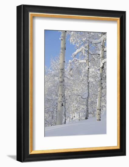 Fresh Snow, Big Cottonwood Canyon, Uinta Wasatch Cache Nf, Utah-Howie Garber-Framed Photographic Print