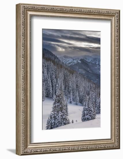 Fresh Snow in Evergreens, Wasatch Mountains, Uinta-Wasatch-Cache, Utah-Howie Garber-Framed Photographic Print