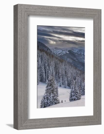 Fresh Snow in Evergreens, Wasatch Mountains, Uinta-Wasatch-Cache, Utah-Howie Garber-Framed Photographic Print