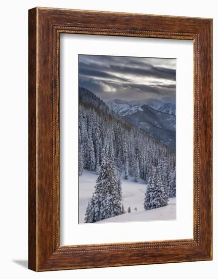 Fresh Snow in Evergreens, Wasatch Mountains, Uinta-Wasatch-Cache, Utah-Howie Garber-Framed Photographic Print