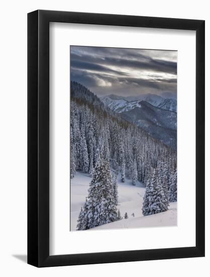 Fresh Snow in Evergreens, Wasatch Mountains, Uinta-Wasatch-Cache, Utah-Howie Garber-Framed Photographic Print