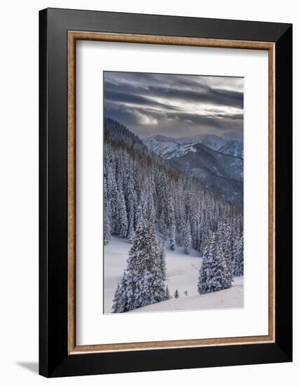 Fresh Snow in Evergreens, Wasatch Mountains, Uinta-Wasatch-Cache, Utah-Howie Garber-Framed Photographic Print