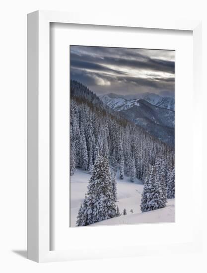 Fresh Snow in Evergreens, Wasatch Mountains, Uinta-Wasatch-Cache, Utah-Howie Garber-Framed Photographic Print