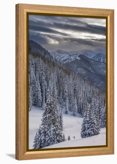 Fresh Snow in Evergreens, Wasatch Mountains, Uinta-Wasatch-Cache, Utah-Howie Garber-Framed Premier Image Canvas