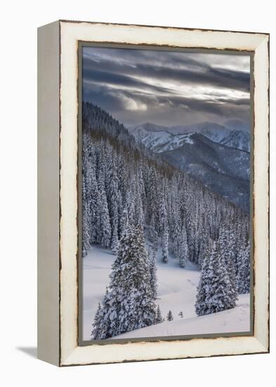 Fresh Snow in Evergreens, Wasatch Mountains, Uinta-Wasatch-Cache, Utah-Howie Garber-Framed Premier Image Canvas