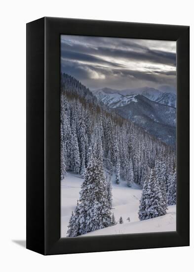 Fresh Snow in Evergreens, Wasatch Mountains, Uinta-Wasatch-Cache, Utah-Howie Garber-Framed Premier Image Canvas