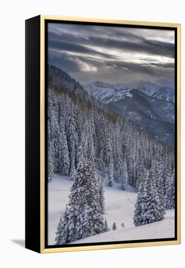 Fresh Snow in Evergreens, Wasatch Mountains, Uinta-Wasatch-Cache, Utah-Howie Garber-Framed Premier Image Canvas