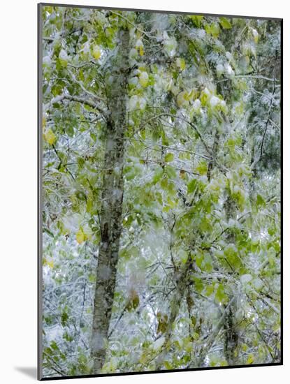 Fresh snow on alder trees-Sylvia Gulin-Mounted Photographic Print