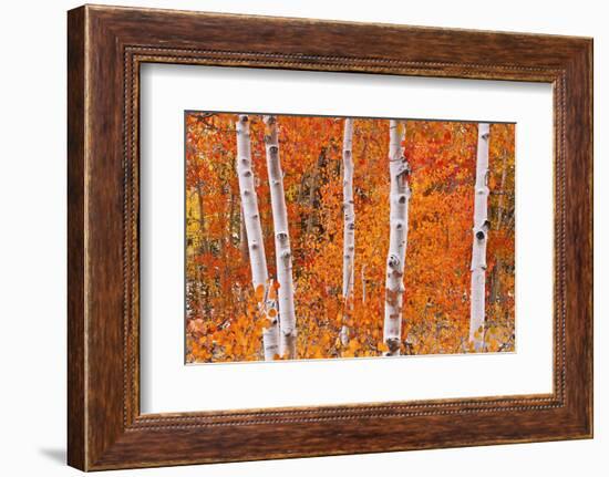 Fresh Snow on Aspens Along Bishop Creek, Inyo National Forest, California-Russ Bishop-Framed Photographic Print