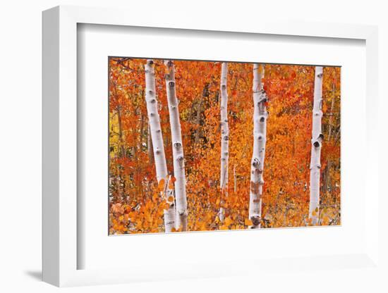 Fresh Snow on Aspens Along Bishop Creek, Inyo National Forest, California-Russ Bishop-Framed Photographic Print