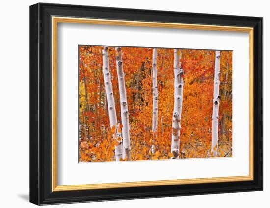 Fresh Snow on Aspens Along Bishop Creek, Inyo National Forest, California-Russ Bishop-Framed Photographic Print