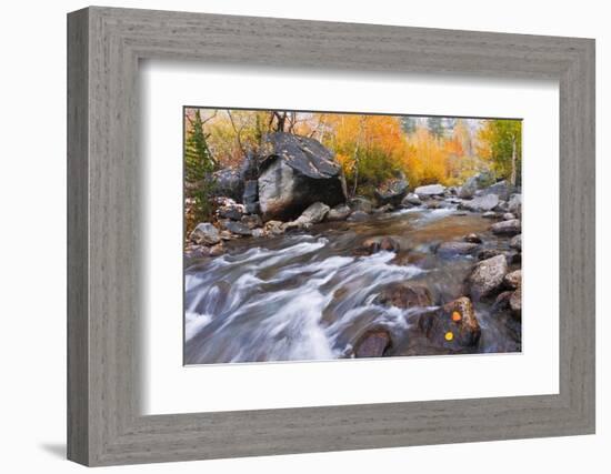 Fresh Snow on Aspens Along Bishop Creek, Inyo National Forest, California-Russ Bishop-Framed Photographic Print