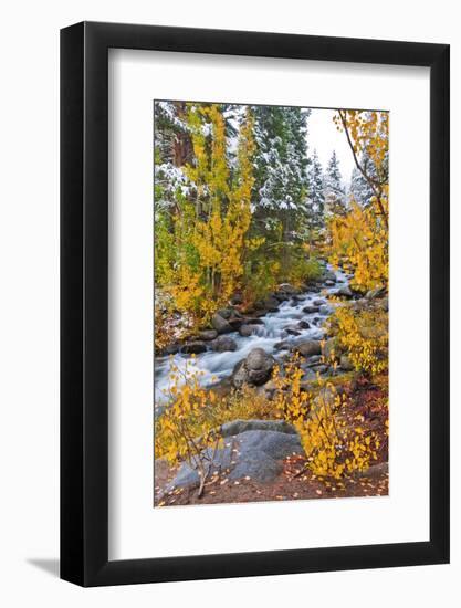 Fresh Snow on Aspens and Pines Along Bishop Creek, Inyo National Forest, California-Russ Bishop-Framed Photographic Print