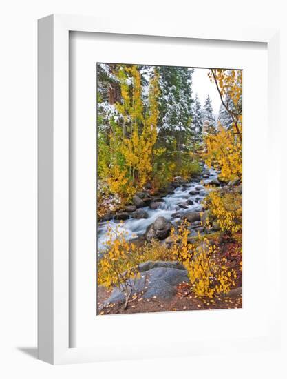 Fresh Snow on Aspens and Pines Along Bishop Creek, Inyo National Forest, California-Russ Bishop-Framed Photographic Print