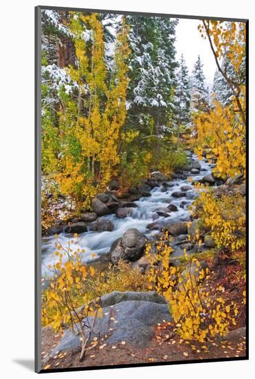 Fresh Snow on Aspens and Pines Along Bishop Creek, Inyo National Forest, California-Russ Bishop-Mounted Photographic Print