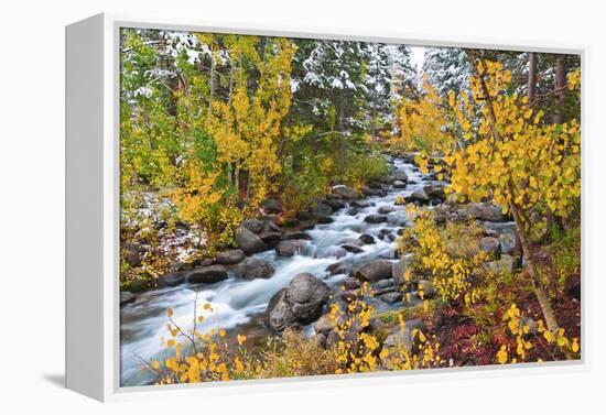 Fresh Snow on Aspens and Pines Along Bishop Creek, Inyo National Forest, California-Russ Bishop-Framed Premier Image Canvas