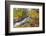 Fresh Snow on Aspens and Pines Along Bishop Creek, Inyo National Forest, California-Russ Bishop-Framed Photographic Print