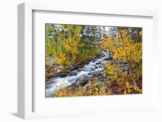 Fresh Snow on Aspens and Pines Along Bishop Creek, Inyo National Forest, California-Russ Bishop-Framed Photographic Print