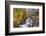 Fresh Snow on Aspens and Pines Along Bishop Creek, Inyo National Forest, California-Russ Bishop-Framed Photographic Print