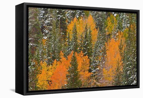 Fresh Snow on Aspens and Pines Along Bishop Creek, Inyo National Forest, California-Russ Bishop-Framed Premier Image Canvas