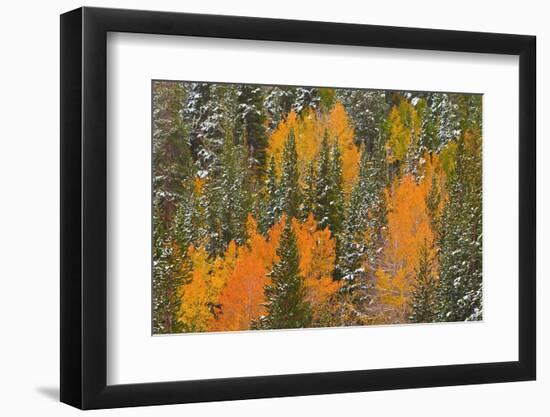 Fresh Snow on Aspens and Pines Along Bishop Creek, Inyo National Forest, California-Russ Bishop-Framed Photographic Print