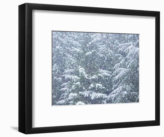 Fresh snow on evergreen trees-Sylvia Gulin-Framed Photographic Print