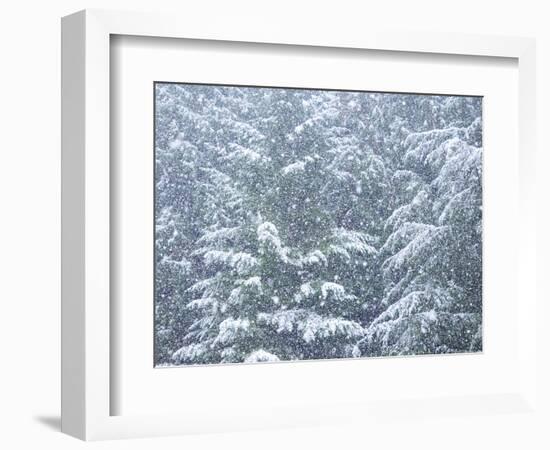 Fresh snow on evergreen trees-Sylvia Gulin-Framed Photographic Print