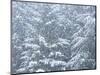 Fresh snow on evergreen trees-Sylvia Gulin-Mounted Photographic Print