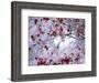Fresh snow on Japanese maple tree with last of fall colored leaves-Sylvia Gulin-Framed Photographic Print