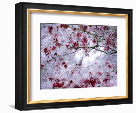 Fresh snow on Japanese maple tree with last of fall colored leaves-Sylvia Gulin-Framed Photographic Print