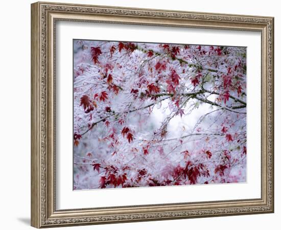 Fresh snow on Japanese maple tree with last of fall colored leaves-Sylvia Gulin-Framed Photographic Print