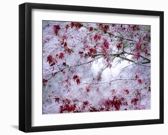 Fresh snow on Japanese maple tree with last of fall colored leaves-Sylvia Gulin-Framed Photographic Print